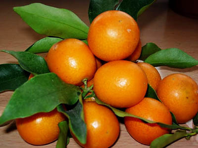 ���L(zh��ng)̶���p���~��Ʒ���